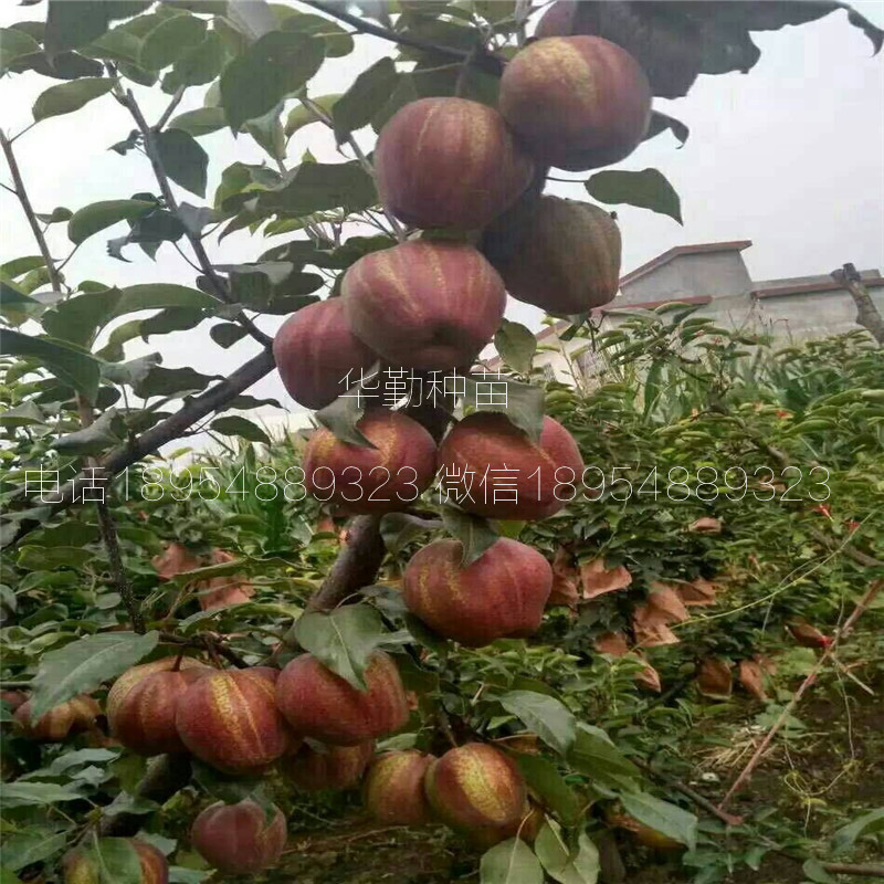 山東紅梨樹(shù)苗圖文介紹