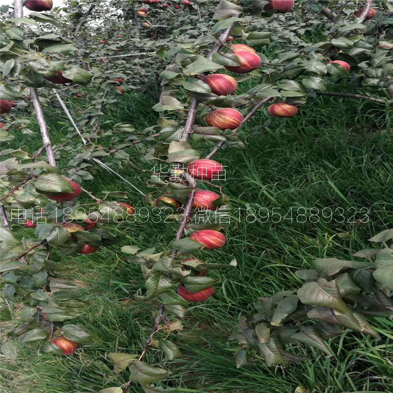 早酥紅梨苗品種介紹