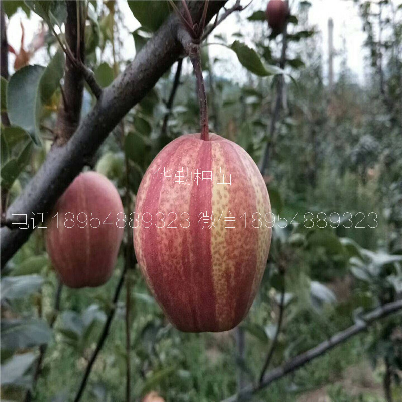 七彩紅梨樹苗新報價