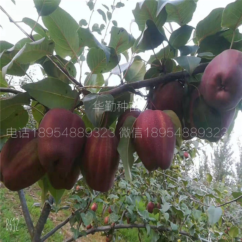 彩虹梨樹苗批發(fā)價(jià)格