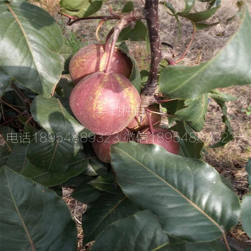 條紋梨樹(shù)苗品種介紹