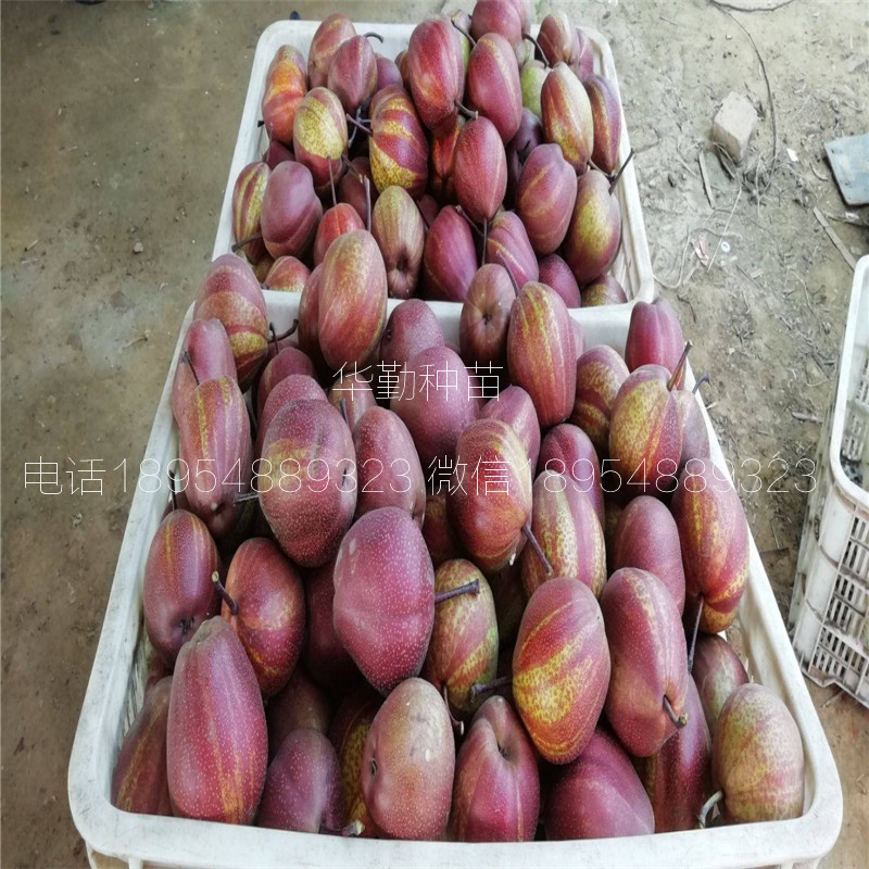七彩紅梨樹(shù)苗土壤要求