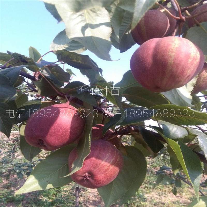 七彩紅梨樹苗育苗產(chǎn)地