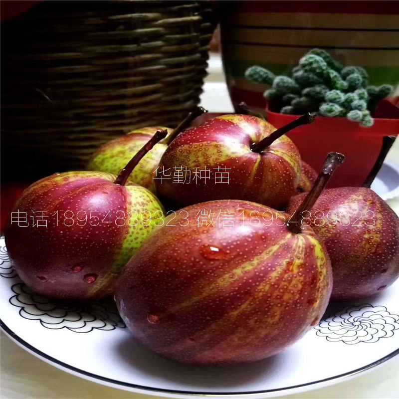 新品種梨樹苗品種介紹