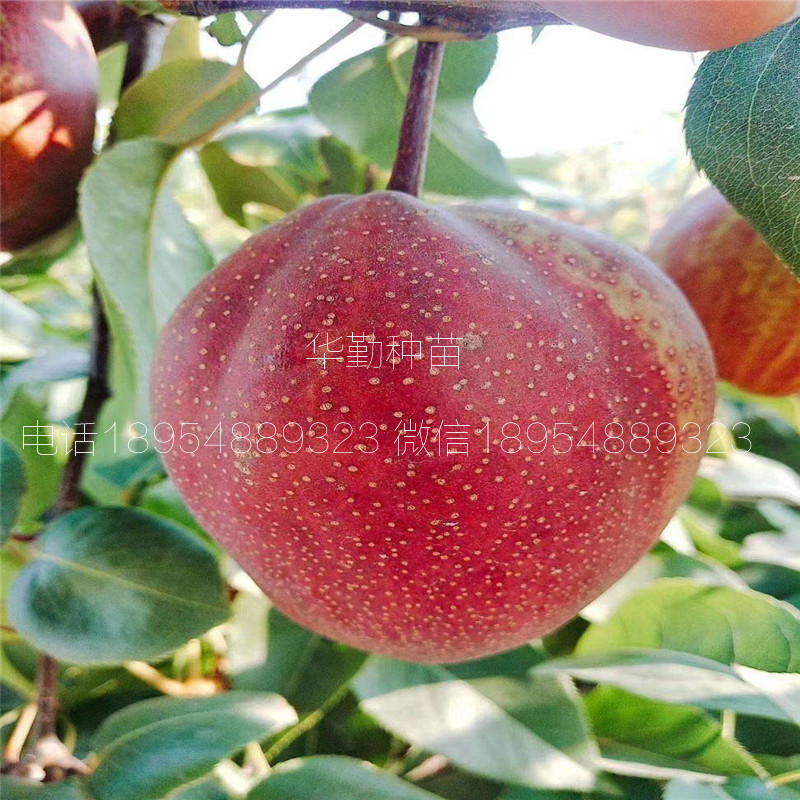 早熟紅梨品種氣候要求