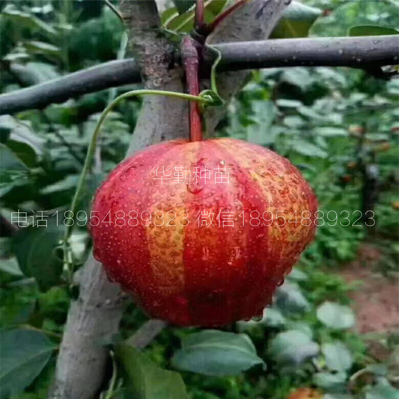 晚熟紅梨品種圖文介紹