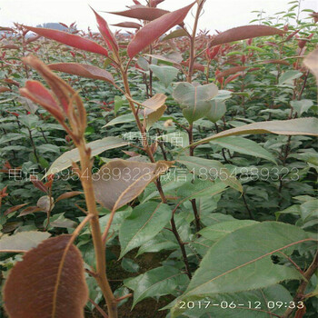 七彩紅梨樹苗土壤要求