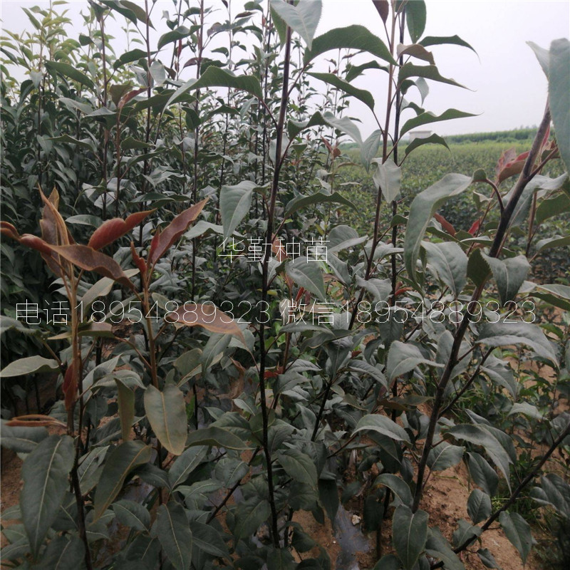 早熟紅梨品種適合生長(zhǎng)的海拔高度