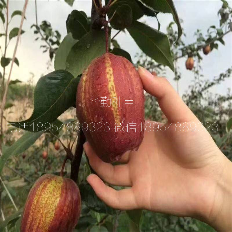 早酥紅梨苗品種介紹