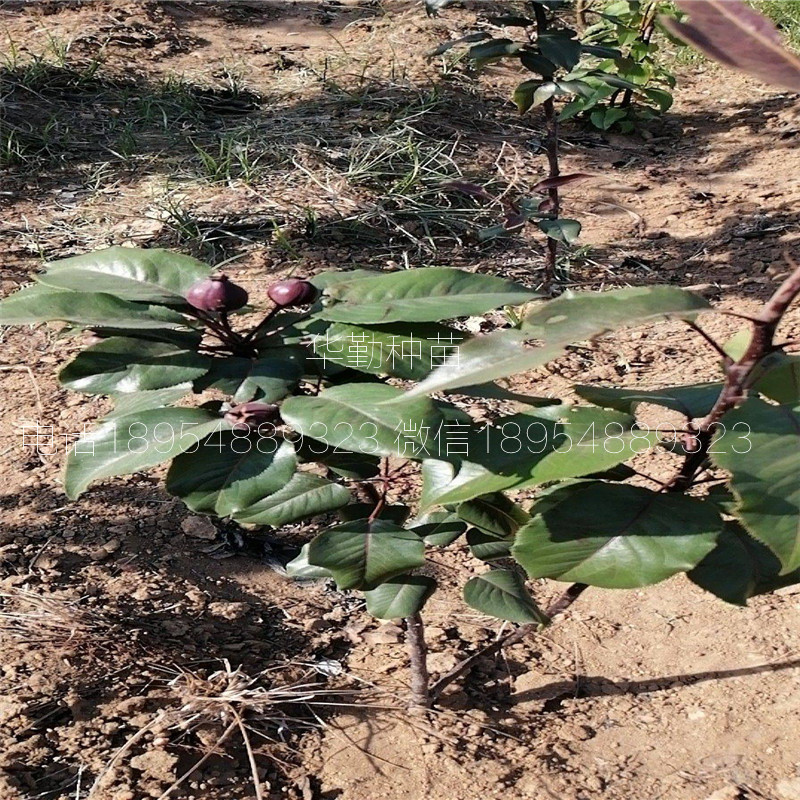 彩虹梨樹苗栽培技術(shù)