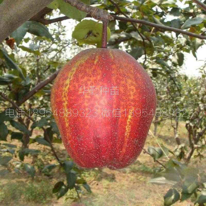 七彩紅梨樹苗大型育苗基地