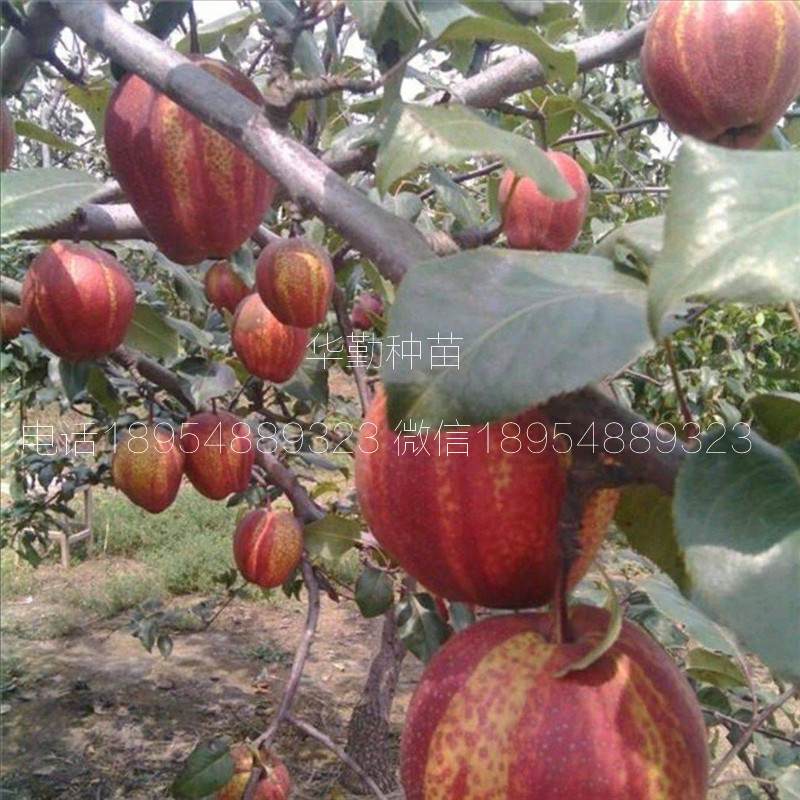 早酥紅梨苗圖文介紹