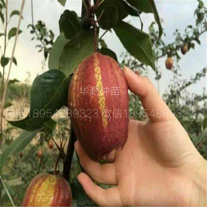 山東紅梨樹苗抗寒能力