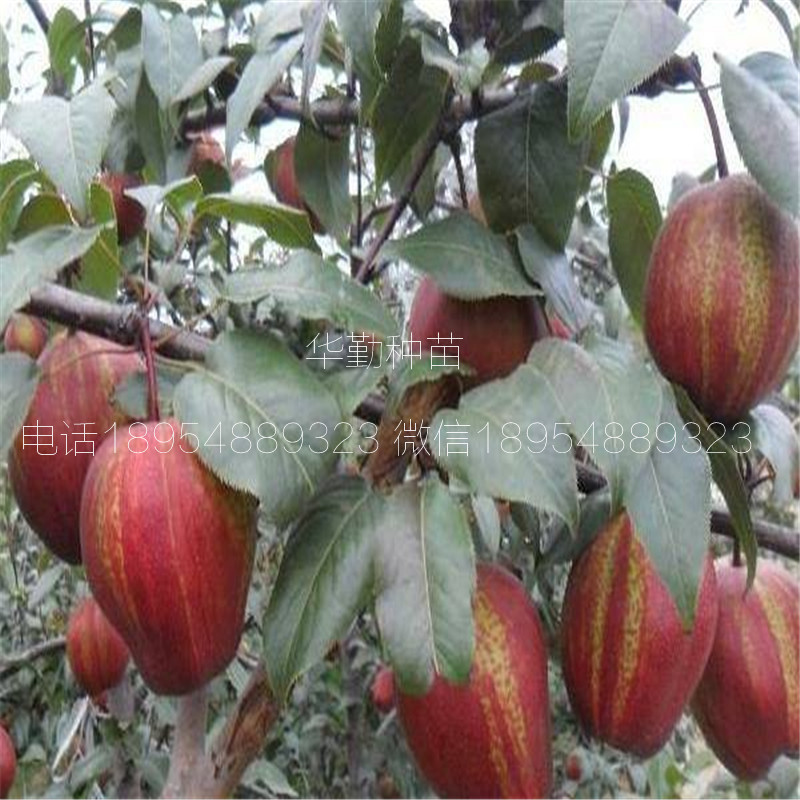 彩虹梨樹苗批發(fā)價(jià)格