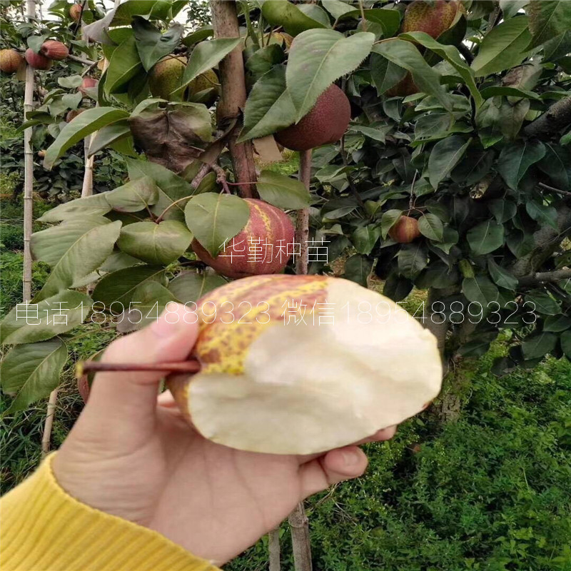 早酥紅梨苗價(jià)格