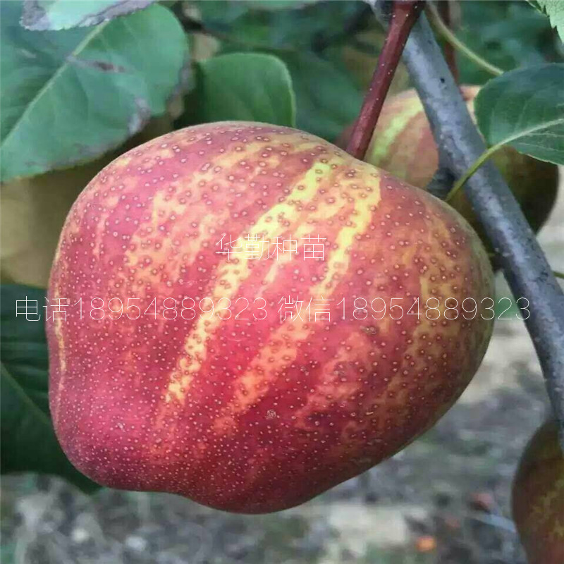 山東紅梨樹苗單果重量是多少