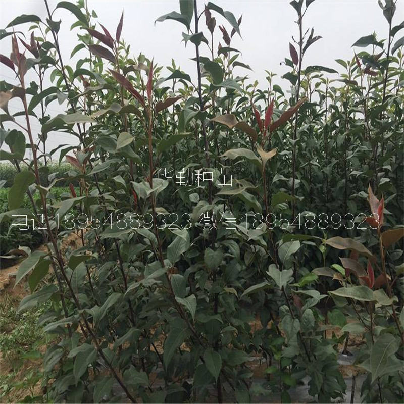 條紋梨樹苗什么時候種植