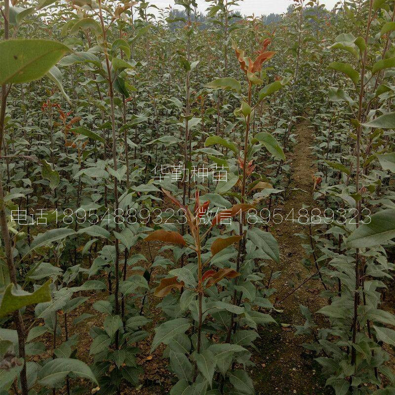 山東紅梨樹(shù)苗圖文介紹