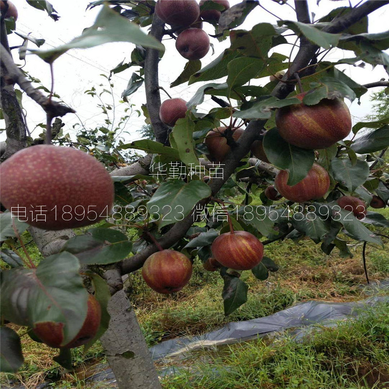新品種梨樹苗繁育基地