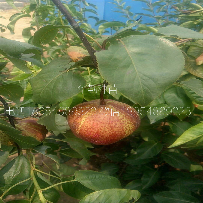 七彩紅梨樹苗產地