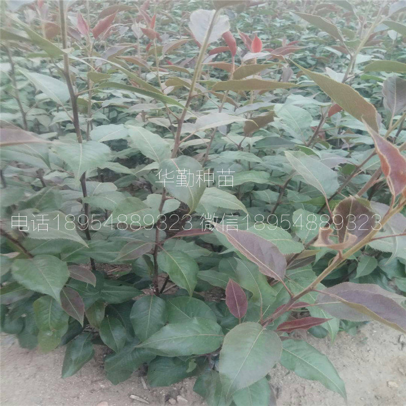 晚熟紅梨品種市場前景