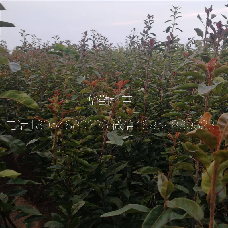 條紋紅梨樹(shù)苗豐產(chǎn)技術(shù)