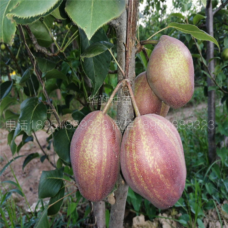 彩虹梨樹(shù)苗批發(fā)