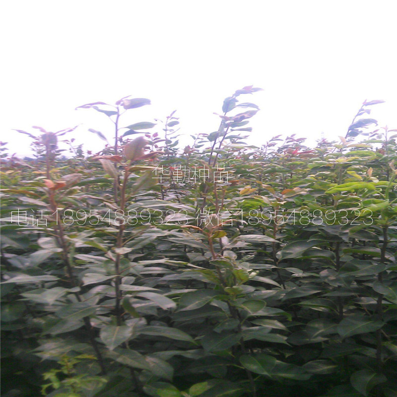 晚熟紅梨品種圖文介紹