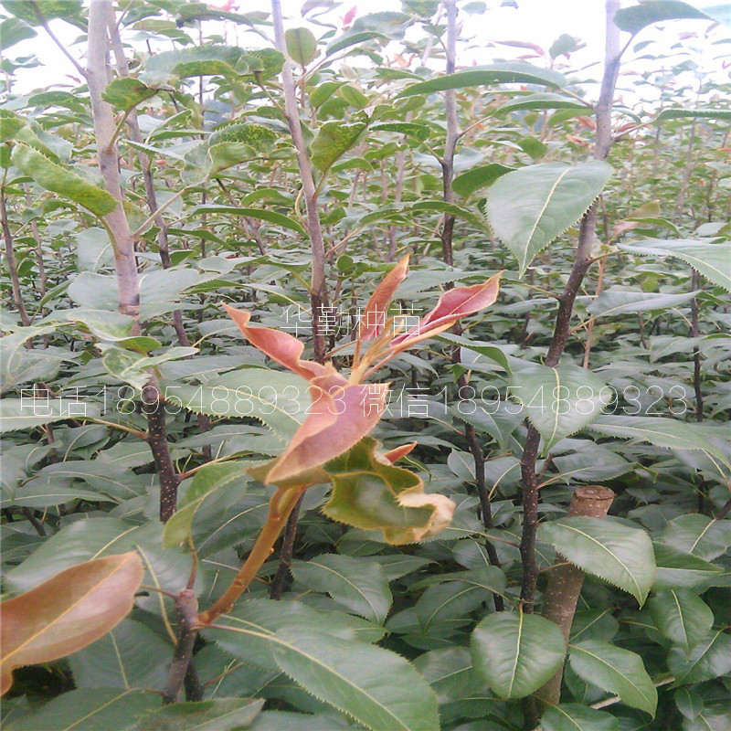 晚熟紅梨品種品種介紹