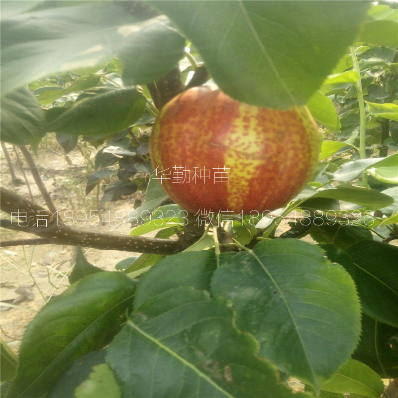 彩虹梨樹苗栽培技術(shù)