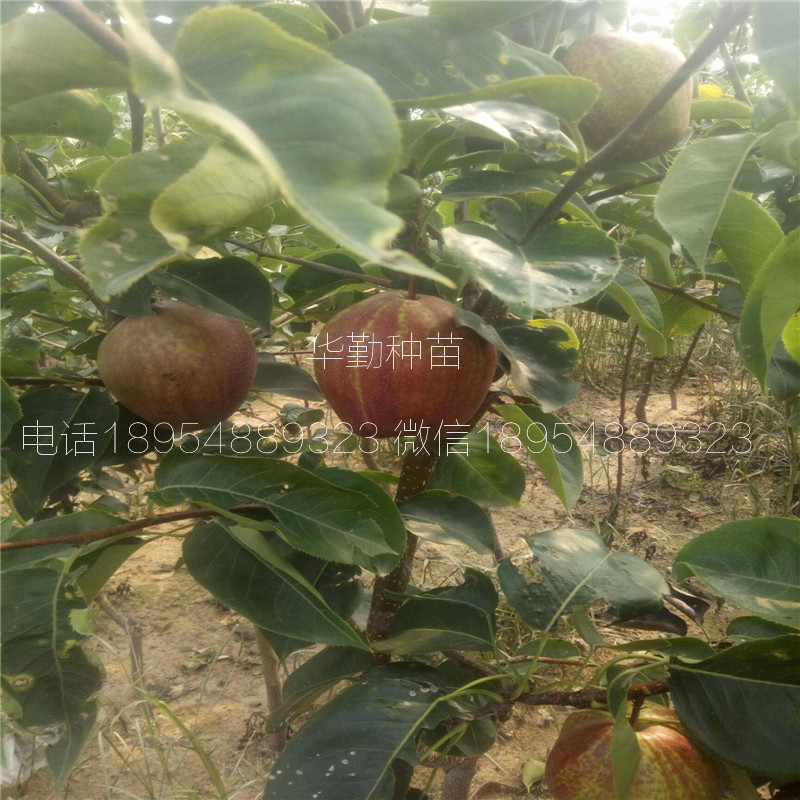 條紋紅梨樹(shù)苗豐產(chǎn)技術(shù)