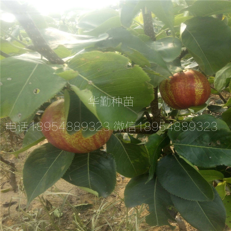 彩虹梨樹苗抗寒能力