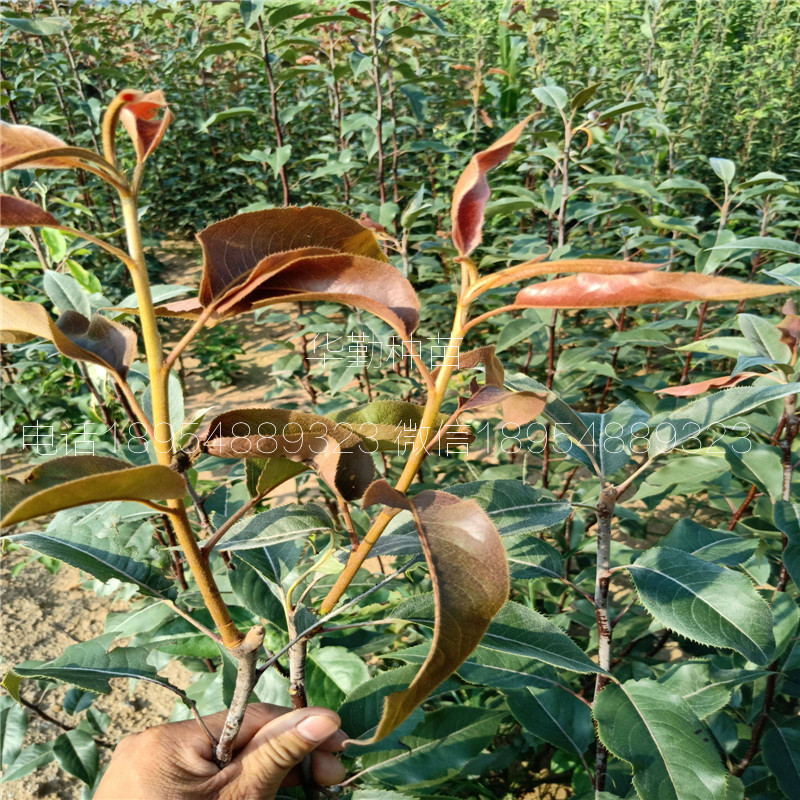 七彩紅梨樹苗新報價