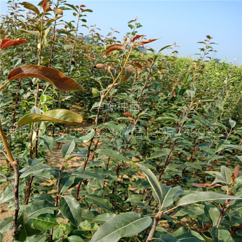 山東紅梨樹苗抗寒能力