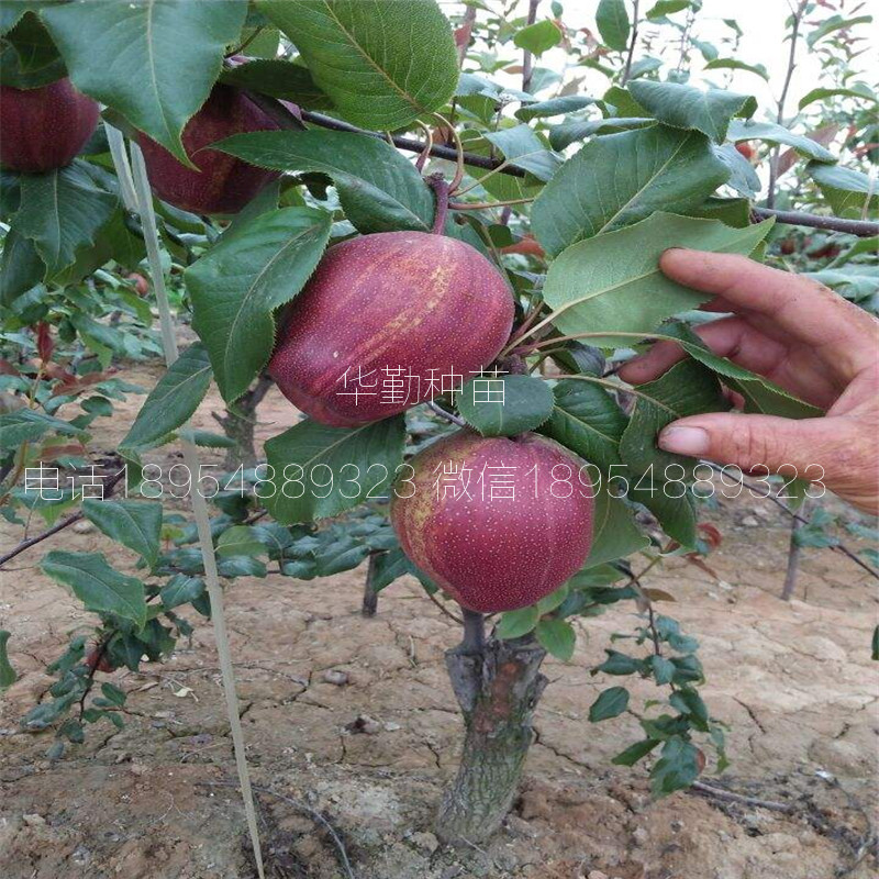 七彩紅梨樹(shù)苗土壤要求