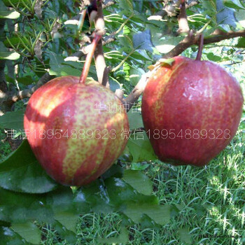 紅梨樹苗栽培技術(shù)