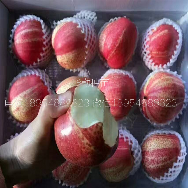 早酥紅梨苗圖文介紹