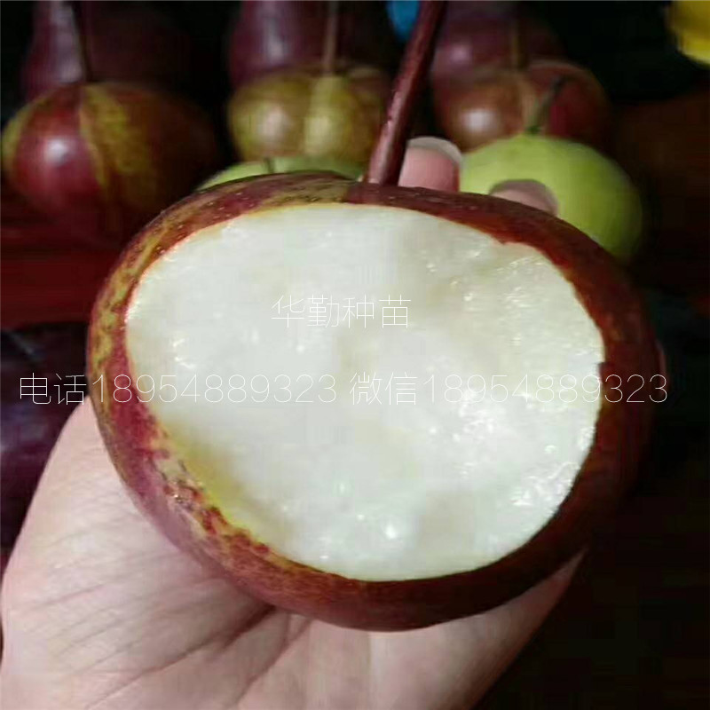晚熟紅梨品種圖文介紹