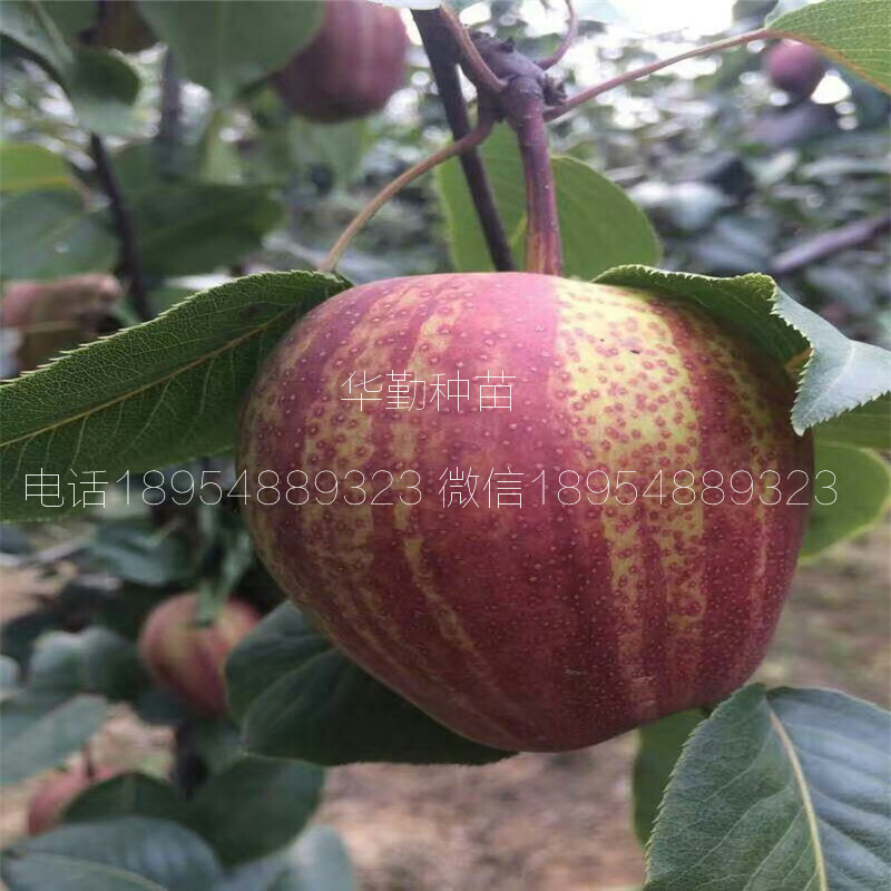 晚熟紅梨品種種植技術(shù)