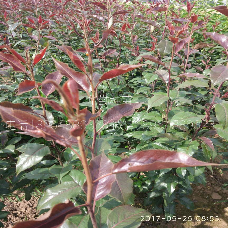 泰安紅梨樹苗什么時候種植