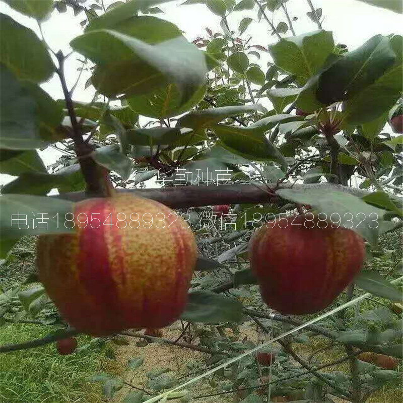 晚熟紅梨品種圖文介紹