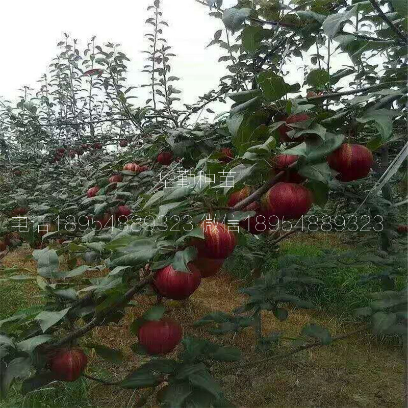 條紋梨樹苗哪里有賣苗的