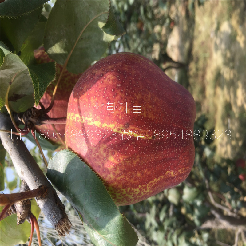 七彩紅梨樹苗育苗產(chǎn)地
