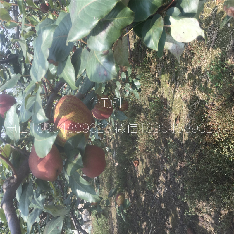 早熟紅梨品種適合生長(zhǎng)的海拔高度