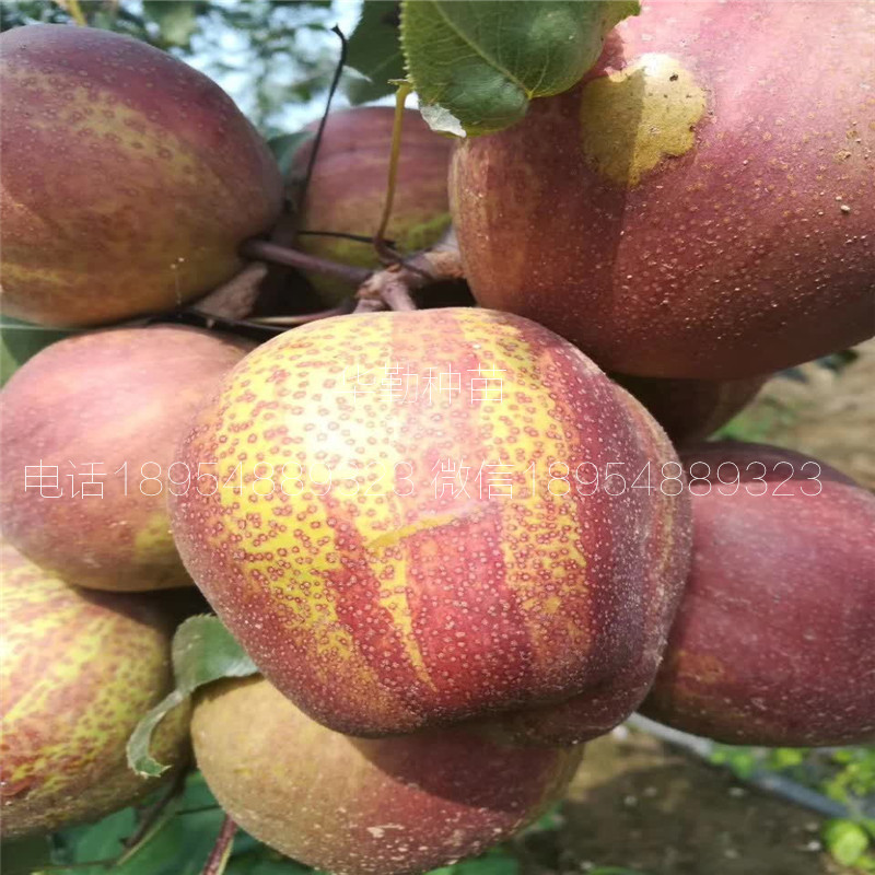 七彩紅梨樹苗氣候要求