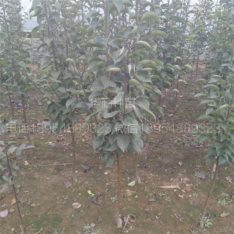 早熟紅梨品種種植技術(shù)
