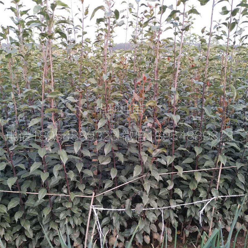 新品種梨樹苗圖文介紹