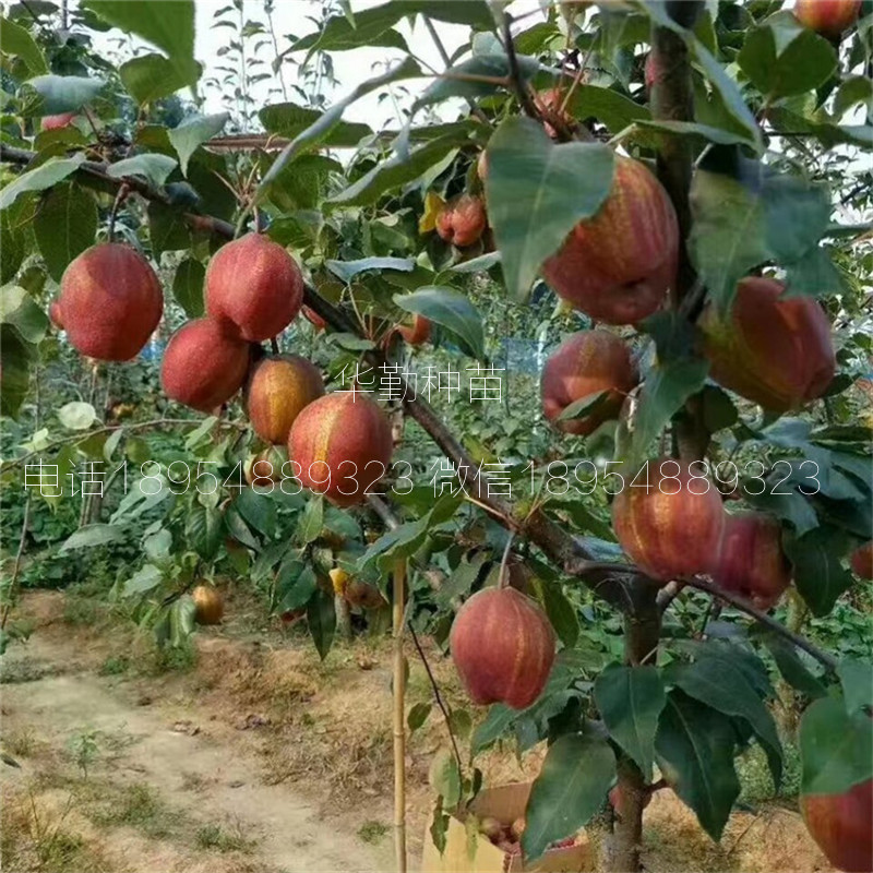晚熟紅梨品種氣候要求