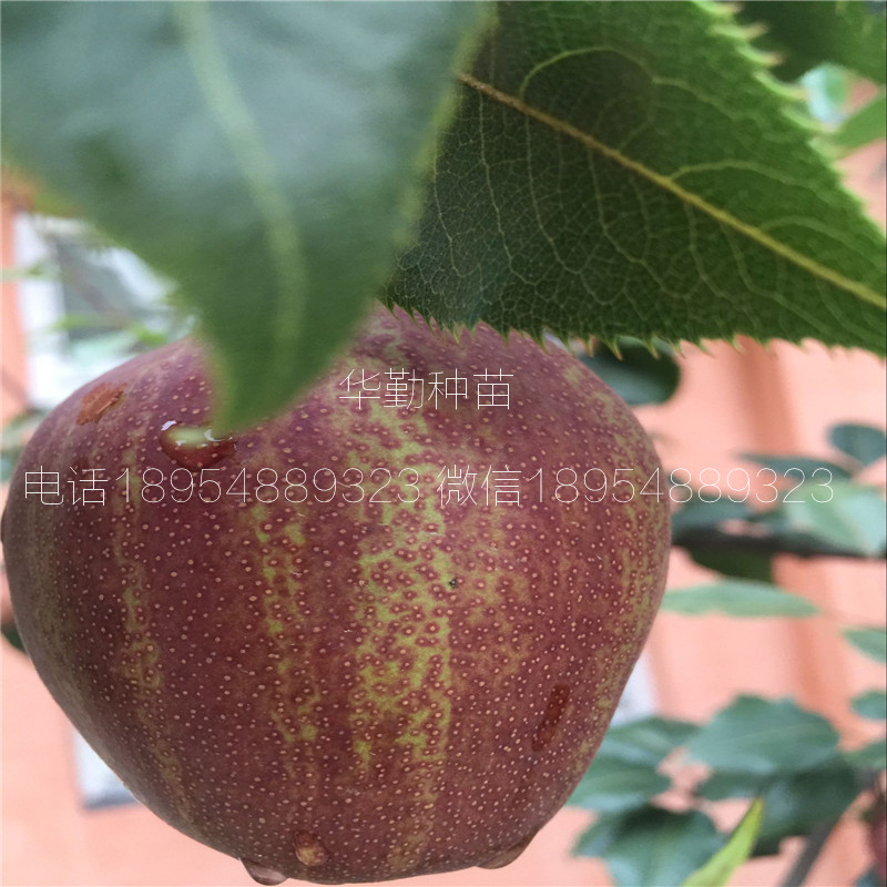 七彩紅梨樹苗氣候要求