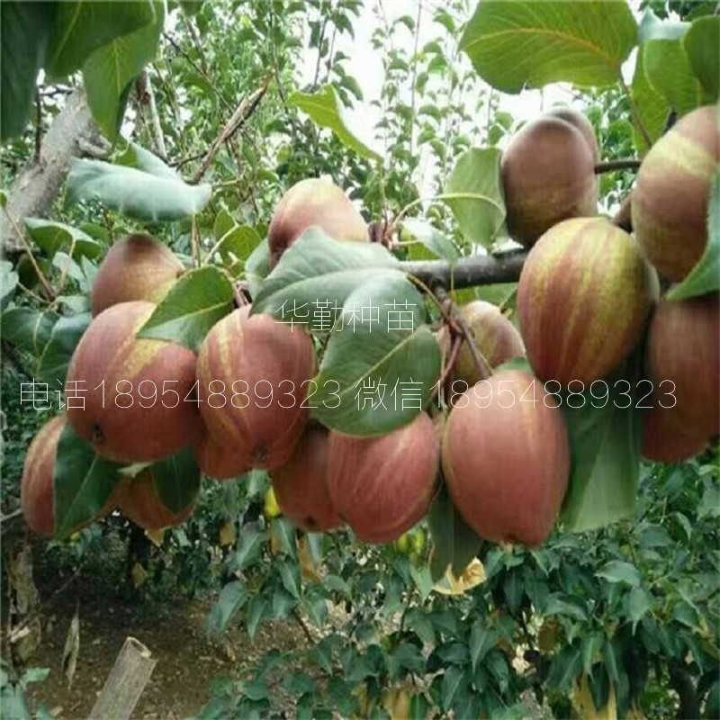 山東紅梨樹(shù)苗圖文介紹